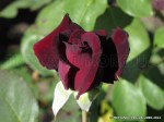 Perle Noire-5.jpg